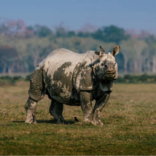 Cherrapunjee (02 Nts), Shillong (02 Nts), Kaziranga National Park (02 Nts) & Guwahati (01 Nt)