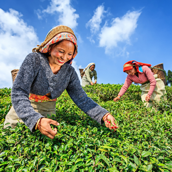 Gangtok, Lachung & Darjeeling 7N 8D